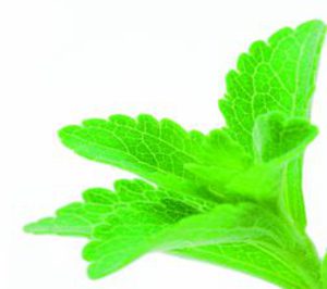 La controvertida stevia llega a Europa