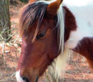 Champú de caballo, del establo a la perfumería