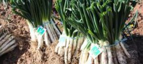 La I.G.P. Calçots de Valls invierte en la mejora genética de producto