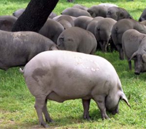 La materia prima prolonga la crisis del ibérico 