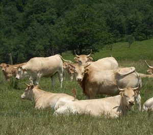 El proyecto de la Ciudad de la Carne tropieza de nuevo