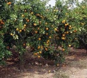 Firmado un convenio para identificar, mediante registro, las variedades vegetales