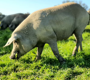 Una compañía de ibérico se encamina a la liquidación