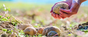 Informe 2024 del sector de Patata en España