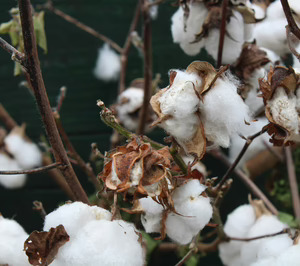 Cotton South espera repetir su beneficio, mientras los precios continúan a la baja