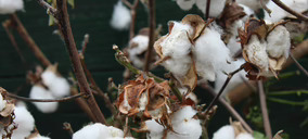 Cotton South espera repetir su beneficio, mientras los precios continúan a la baja