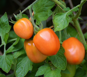 Madeinplant desarrollará nuevas líneas de tomate Muchamiel y Pera mediante NGT