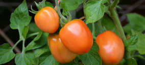 Madeinplant desarrollará nuevas líneas de tomate Muchamiel y Pera mediante NGT