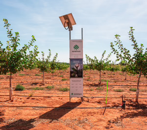 Agróptimum, un ejemplo de agricultura de precisión que recoge sus primeros pistachos en tiempo récord