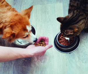 Informe 2024 del sector de Petfood y Petcare