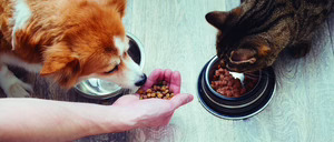 Informe 2024 del sector de Petfood y Petcare