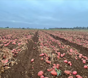 Lázaro incrementa un 55% las hectáreas de cultivo propio en los últimos dos años