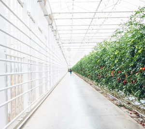 Tomates Lis avanza en su gran proyecto de invernadero de cristal con el foco puesto en el retail español