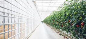 Tomates Lis avanza en su proyecto de invernadero de cristal con foco en retail