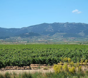 El sector del vino español suma una nueva DOP, la sexta para Aragón