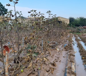 Diversas organizaciones lanzan una campaña para ayudar a los agricultores afectados por la DANA en Valencia