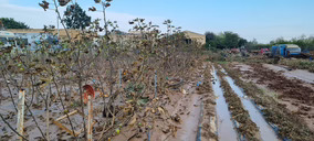 Diversas organizaciones lanzan una campaña para ayudar a los agricultores afectados por la DANA en Valencia