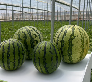 Semillas Fitó presenta novedades en melón y sandía para Almería