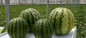 Semillas Fitó presenta novedades en melón y sandía para Almería