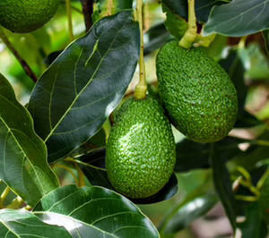 Alcoaxarquía y Aurea Agro sellan una alianza para liderar el segmento de aguacate ecológico a escala mundial